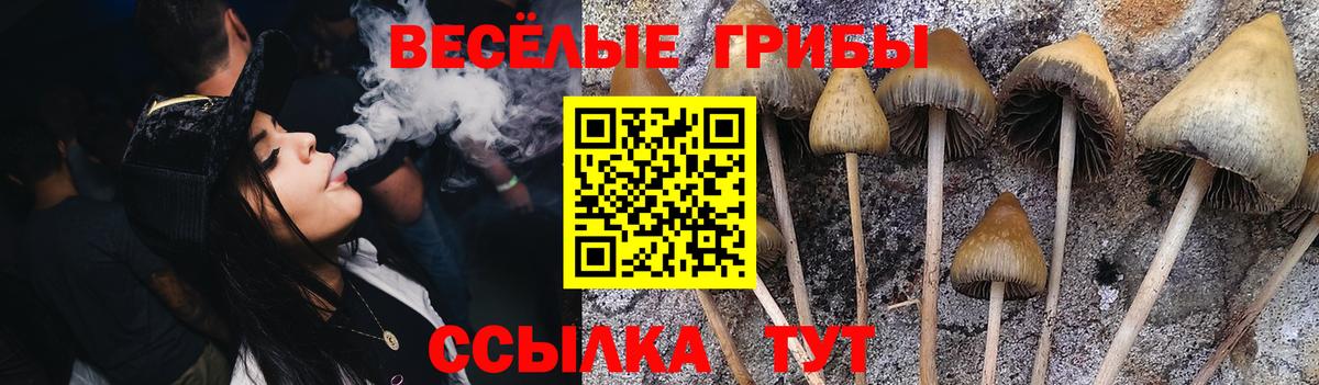 Галлюциногенные грибы Psilocybine cubensis Красный Сулин